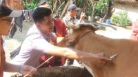 Mahasiswa KKN UTB Lakukan Pengobatan Hewan Ternak Massal