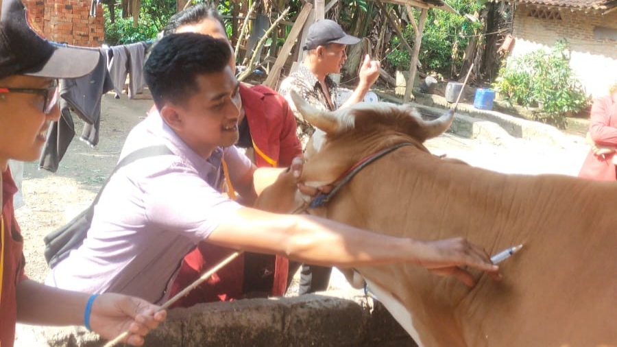 Mahasiswa KKN UTB Lakukan Pengobatan Hewan Ternak Massal