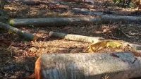 Usai Kades, Muncul Oknum Pengusaha Dibalik Ilegal Logging Register 38