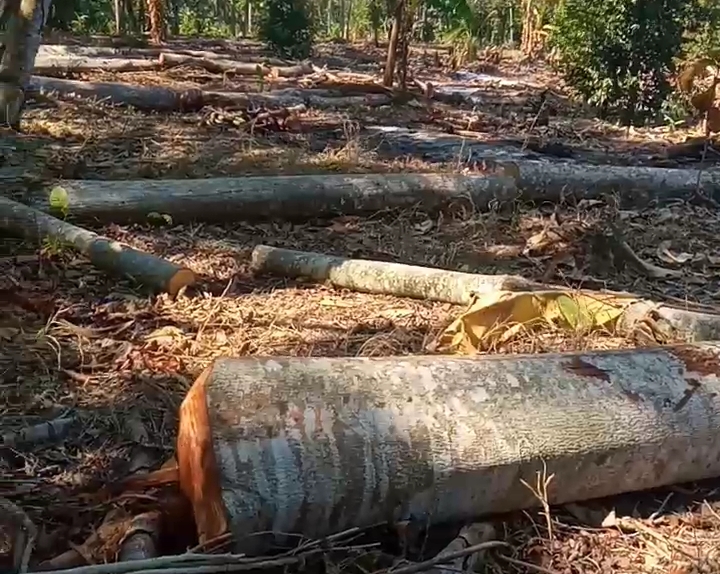 Usai Kades, Muncul Oknum Pengusaha Dibalik Ilegal Logging Register 38