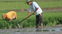 Apa Kabar 9 Proyek di Dinas Ketahanan Pangan Lampung?