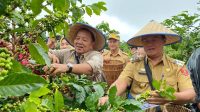 Supriyono dan Arabika: Mengubah Wajah Kopi Lampung Barat