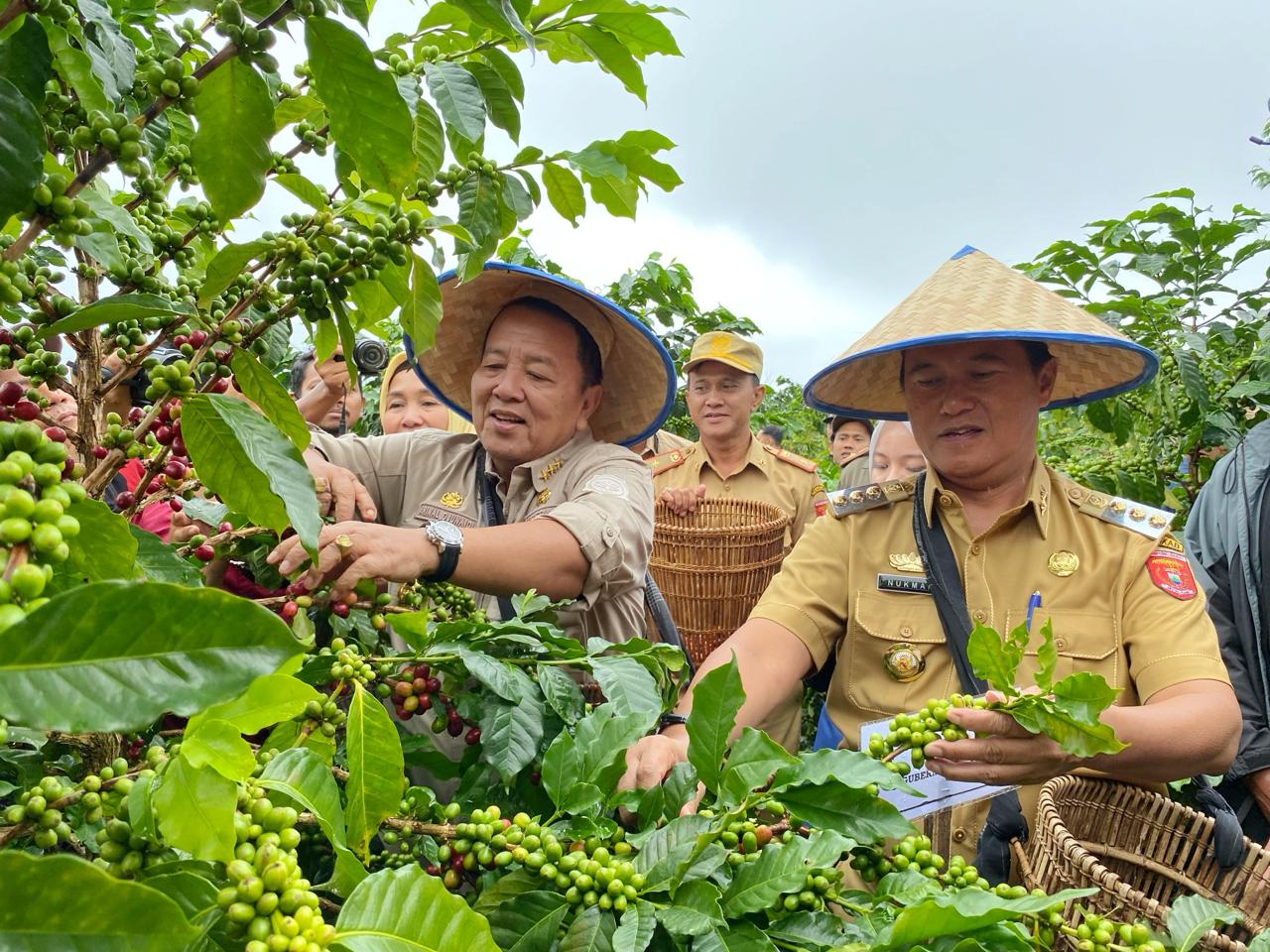 Supriyono dan Arabika: Mengubah Wajah Kopi Lampung Barat
