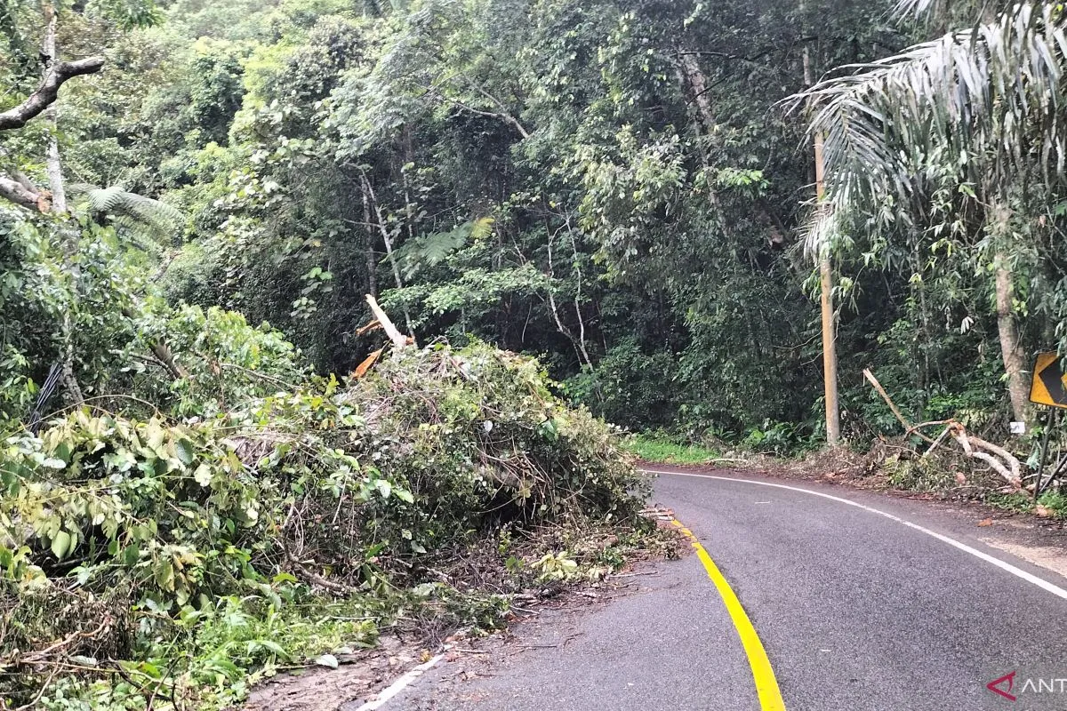 Jalinbar Tanggamus-Krui Tertutup Pohon Tumbang