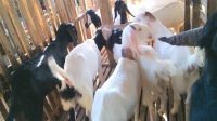 Skandal Harga Bibit Kambing di Lampung Barat Terungkap
