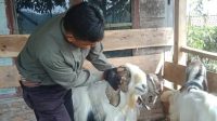 Dugaan Mark Up Pengadaan Kambing: Disbunnak Lambar Harus Buka Kartu
